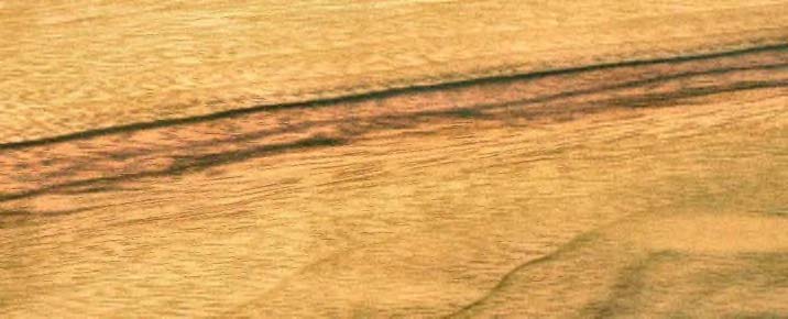 Camphor laurel  Cinnamomum camphora Australia
